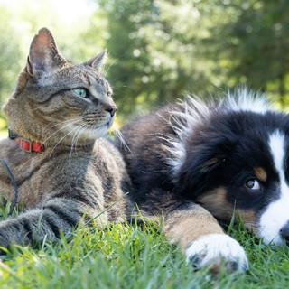 Viaggiare con gli animali domestici: le regole e gli accessori per il trasporto in sicurezza dei nostri amici a quattro zampe