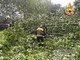 Albero crollato a Nichelino, strade smottate e incidenti a Moncalieri