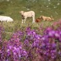 Piemonte, approvata la legge su alpeggi e transumanza