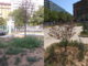 Estate torrida e piante secche, Fissolo (Moderati): "I torinesi adottino gli alberi" Estate torrida e piante secche, Fissolo (Moderati): "I torinesi adottino gli alberi"
