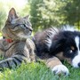 Viaggiare con gli animali domestici: le regole e gli accessori per il trasporto in sicurezza dei nostri amici a quattro zampe