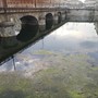 Alghe e rifiuti accumulati: gli operai puliscono il fiume Po