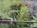 A Torino il maltempo estivo abbatte 242 alberi: &quot;In 4 anni +600% di piante cadute&quot;