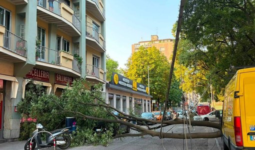 Crolla un albero in strada, paura in corso Svizzera