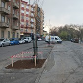 Un po' d'ombra per il mercato di corso Chieti: piantati nuovi alberi “liquidambar”