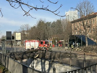 Albero crollato in corso Stati Uniti