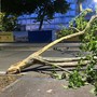 La porzione dell'albero si è spezzata di netto ed ha invaso la carreggiata