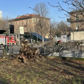 Albero crollato in corso Stati Uniti