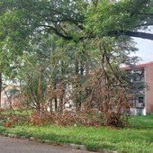 Albero caduto a terra