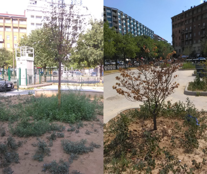 Estate torrida e piante secche, Fissolo (Moderati): "I torinesi adottino gli alberi"