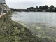 Alghe sul Po, ma non sono quelle esotiche e “nocive”: il Comune apre la diga