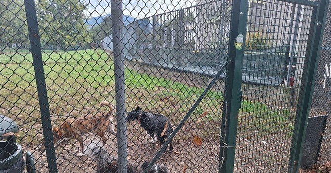 Trecento firme per un'area cani, ma il Comune dice no: "Mancano i fondi" Trecento firme per un'area cani, ma il Comune dice no: "Mancano i fondi"
