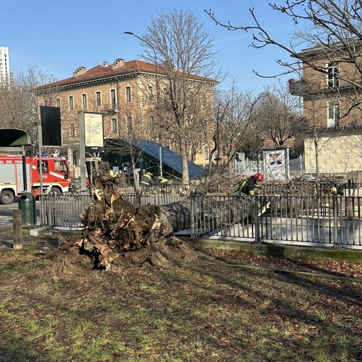 Albero crollato in corso Stati Uniti