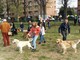 A Torino riaprono le aree cani: mascherina e distanza di 2 metri obbligatoria