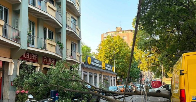 Crolla un grosso ramo in strada, paura in corso Svizzera Crolla un grosso ramo in strada, paura in corso Svizzera