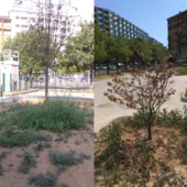 Estate torrida e piante secche, Fissolo (Moderati): "I torinesi adottino gli alberi" Estate torrida e piante secche, Fissolo (Moderati): "I torinesi adottino gli alberi"