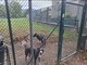 Trecento firme per un'area cani, ma il Comune dice no: "Mancano i fondi" Trecento firme per un'area cani, ma il Comune dice no: "Mancano i fondi"