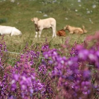 Emergenza acqua, Coldiretti Piemonte: &quot;I pascoli a secco mettono a rischio la stagione in alpeggio&quot;