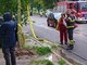 albero caduto in corso Belgio
