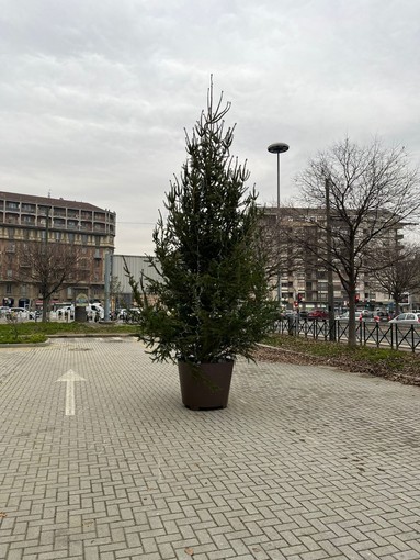 Addio &quot;BassOtto&quot;: sostituito l'albero di Natale in piazza Carducci