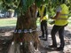 Attenzioni e cure straordinarie per gli alberi del giardino Lamarmora di via Cernaia