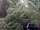 Nubifragio su Torino, in corso gli interventi per riparare i danni causati dalla caduta degli alberi