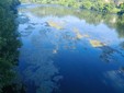 Alghe e piante acquatiche nel Po Alghe e piante acquatiche nel Po