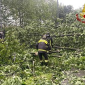 Albero crollato a Nichelino, strade smottate e incidenti a Moncalieri