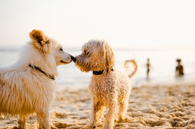 La salute del tuo amico a quattro zampe: la scelta giusta dell'antiparassitario per cani
