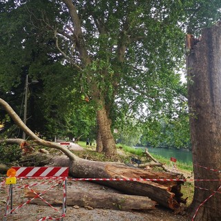 albero caduto sul lungo po