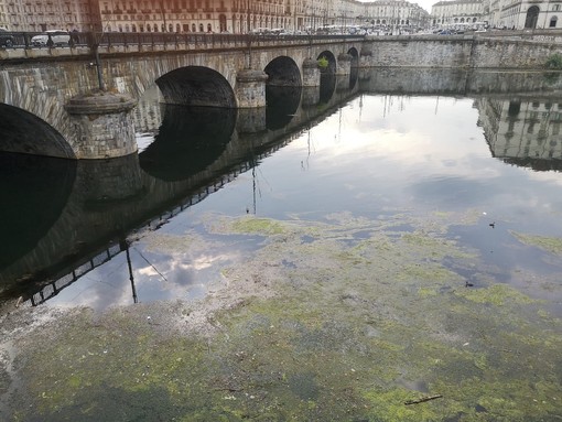 Alghe e rifiuti accumulati: gli operai puliscono il fiume Po