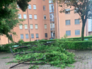 Albero caduto in zona Mirafiori Sud