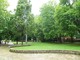 Nuovi alberi e cura delle alberate, al via a Torino un piano da un milione di euro