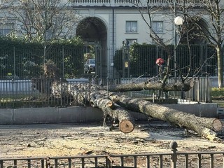 Albero crollato in corso Stati Uniti