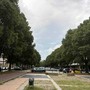 Emergenza verde a Torino: 253 gli alberi morti