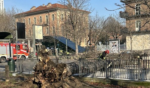 Albero crollato in corso Stati Uniti