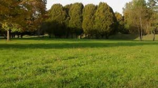 A Torino mille nuovi alberi in città