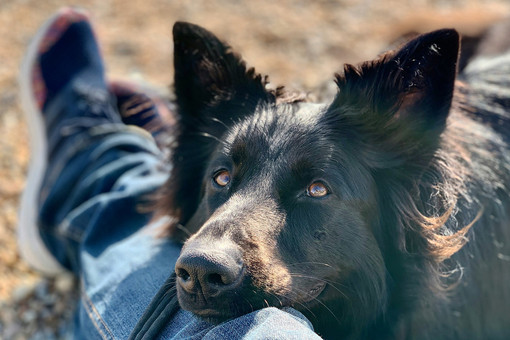 A Dojrone nasce l’Accademia della Relazione Uomo-Cane di Umanimalmente