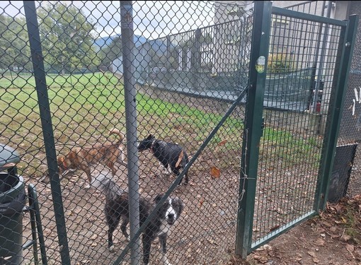 Trecento firme per un'area cani, ma il Comune dice no: "Mancano i fondi" Trecento firme per un'area cani, ma il Comune dice no: "Mancano i fondi"