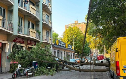 Crolla un albero in strada, paura in corso Svizzera