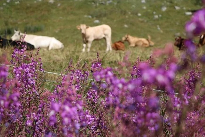 L'allarme di Coldiretti: &quot;Caldo torrido e assenza di precipitazioni mettono a rischio gli animali in alpeggio&quot;