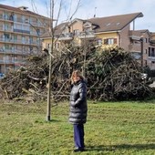 Odissea alberi a Nichelino, più di 600 le piante malate e da abbattere