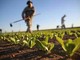 Siccità, guerra e pandemia: l'agricoltura piemontese alla sfida del presente e del futuro