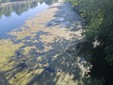 Alghe e piante acquatiche nel Po Alghe e piante acquatiche nel Po