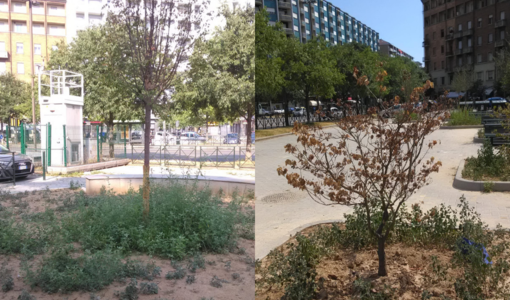 Estate torrida e piante secche, Fissolo (Moderati): "I torinesi adottino gli alberi"