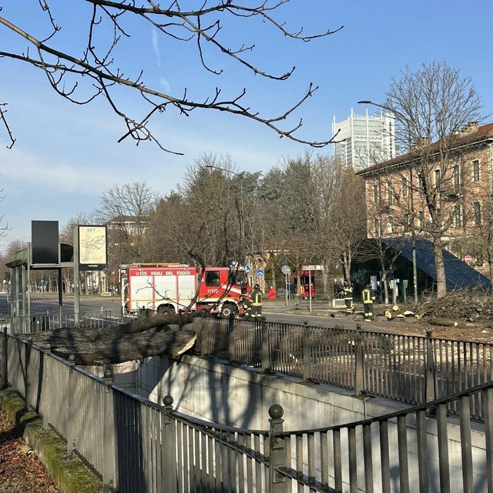 L'albero caduto in corso Stati Uniti
