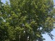 A Torino si contano sempre più alberi: lo dice il bilancio arboreo