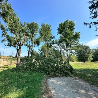 alberi caduti Pellerina