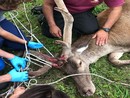 animale ferito e soccorso da mani umane