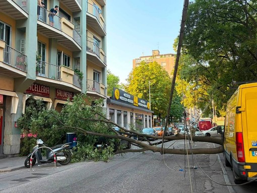 Crolla un grosso ramo in strada, paura in corso Svizzera Crolla un grosso ramo in strada, paura in corso Svizzera